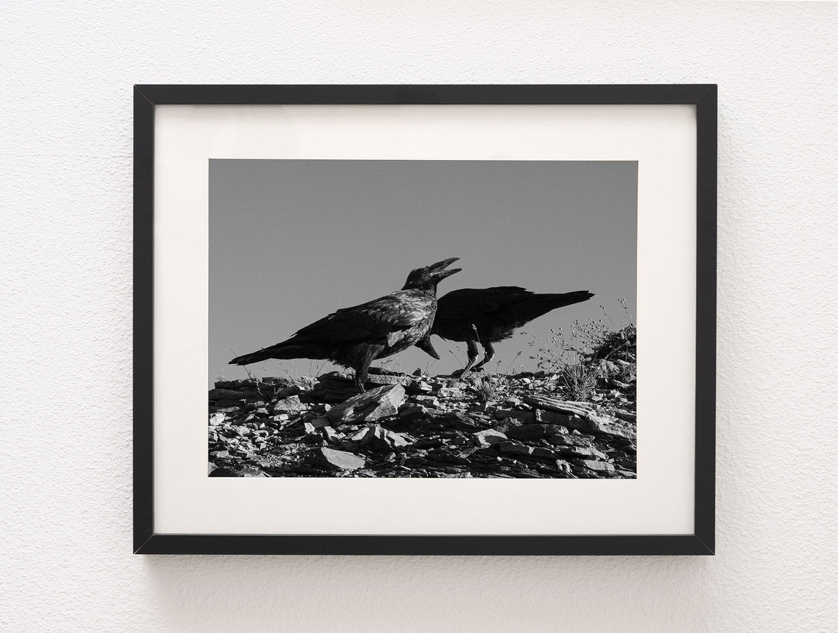 Ravens in Glacier, Black and White Photo Print