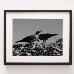 Ravens in Glacier, Black and White Photo Print