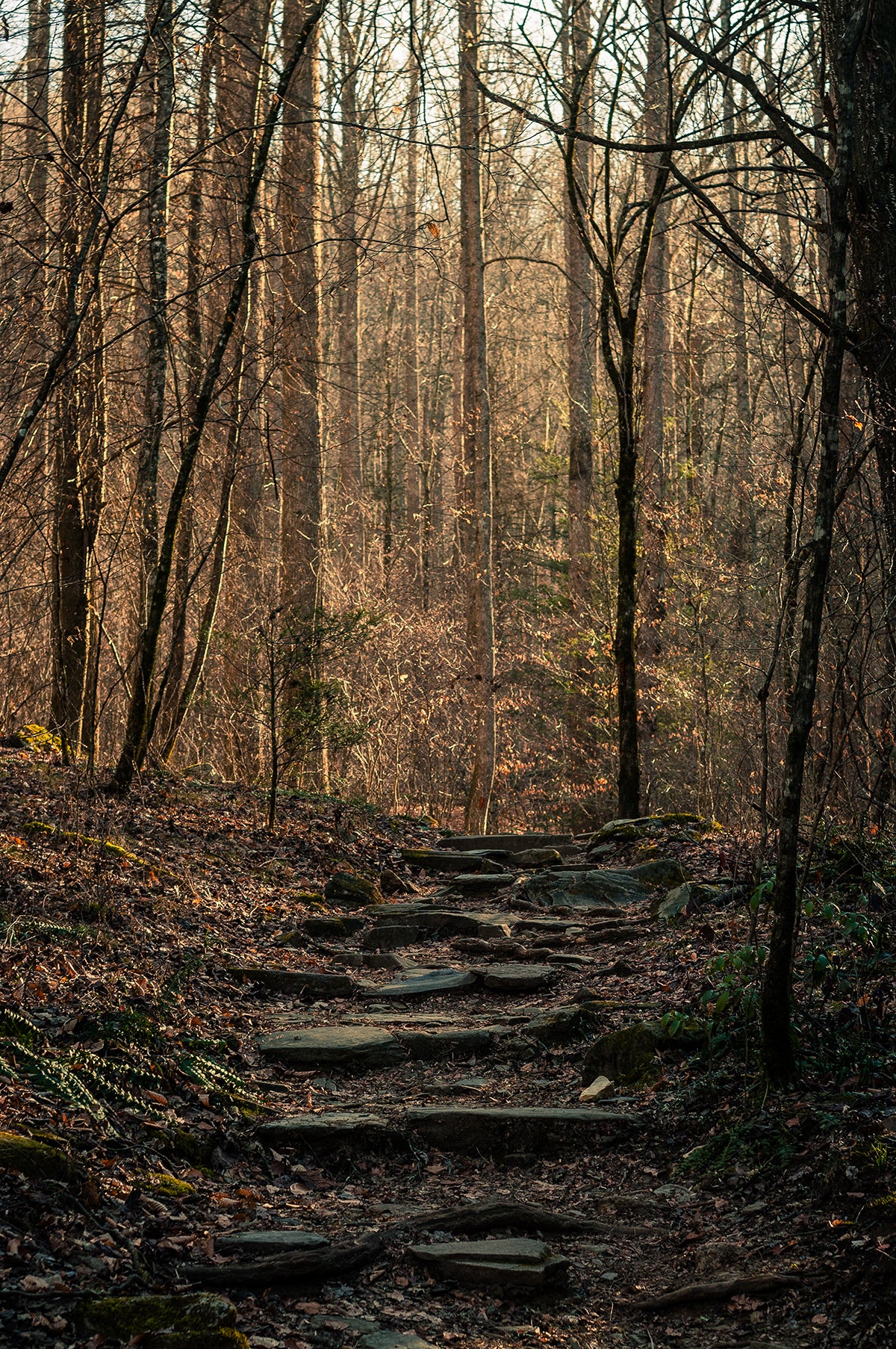 Autumn Forest Trail, Black and White Photography Print