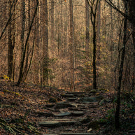 Autumn Forest Trail, Black and White Photography Print