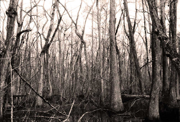 Gritty Cypress Forest Black and White Photography Print