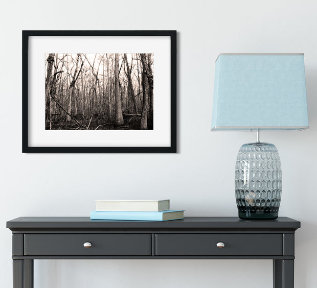 Gritty Cypress Forest Black and White Photography Print
