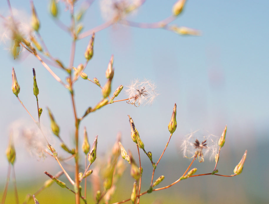 Wünsche vor dem Flug, Blumenfotografie-Druck
