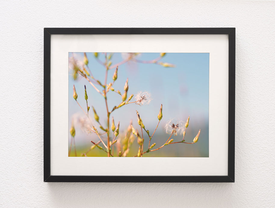 Wünsche vor dem Flug, Blumenfotografie-Druck