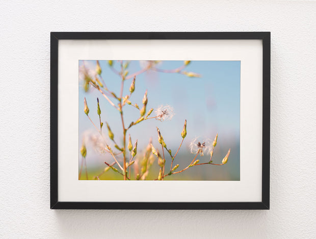 Pre-Flight Wishes, Floral Photography Print
