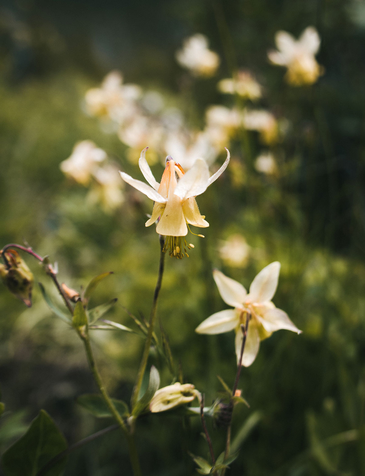 Golden Columbine Flower Photograph Print