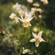 Golden Columbine Flower Photograph Print