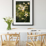 Golden Columbine Flower Photograph Print