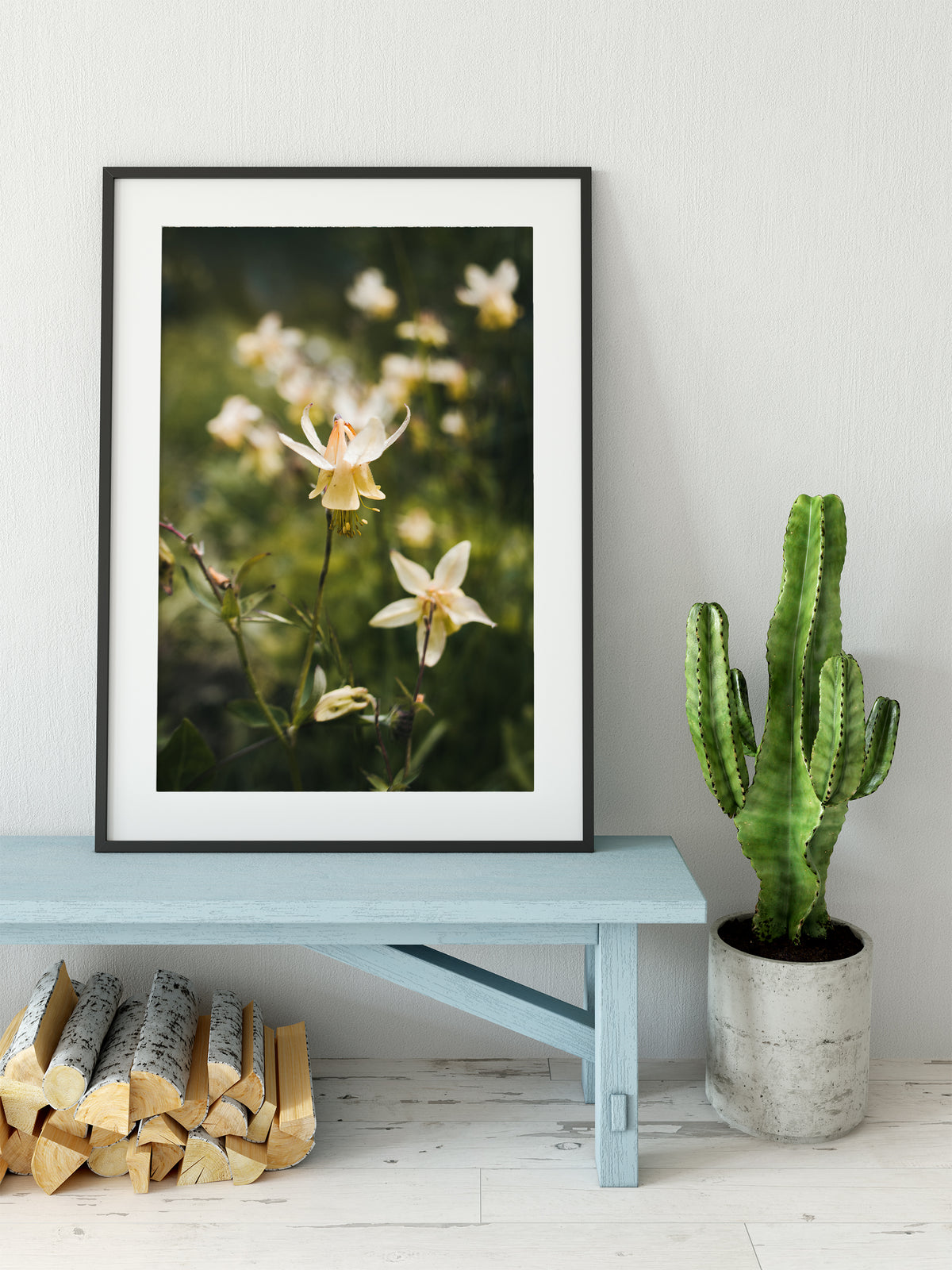 Golden Columbine Flower Photograph Print