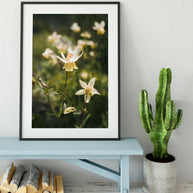 Golden Columbine Flower Photograph Print