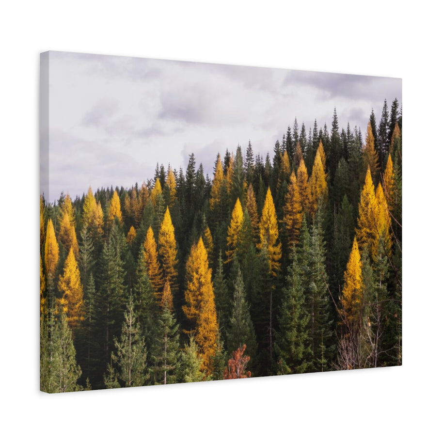 Toile mate Forêt de mélèzes en automne - Prêt à accrocher