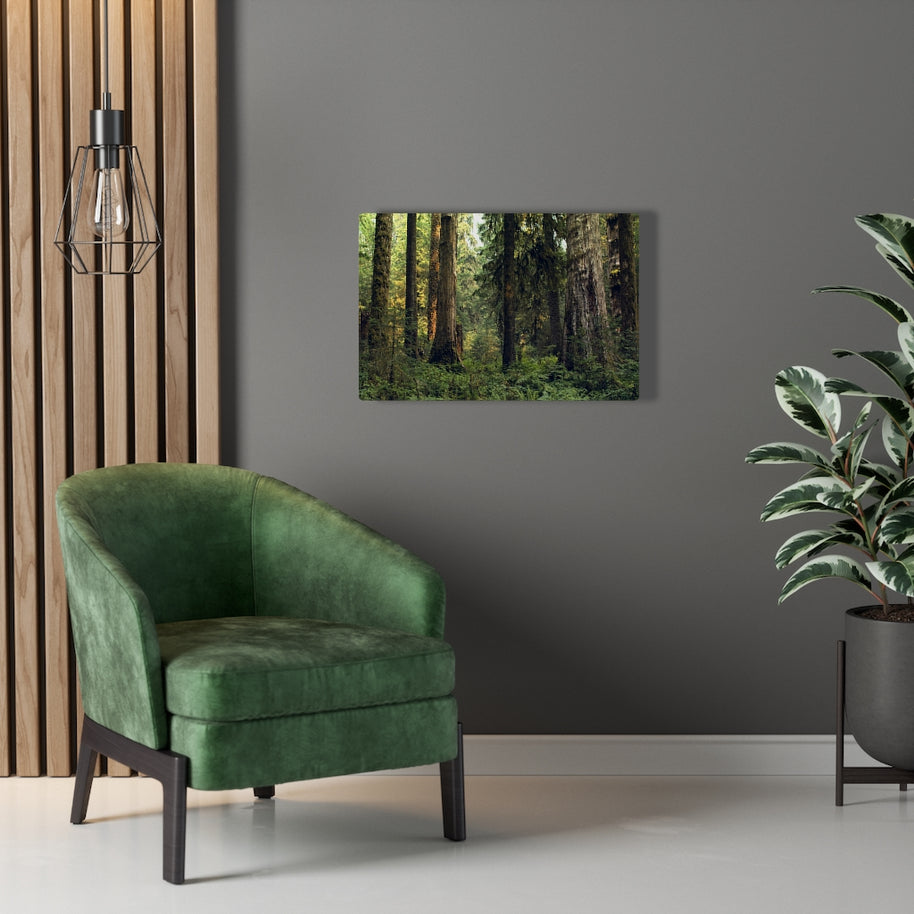 Olympic National Forest Scene Canvas Gallery Wrap – Hoh Rainforest