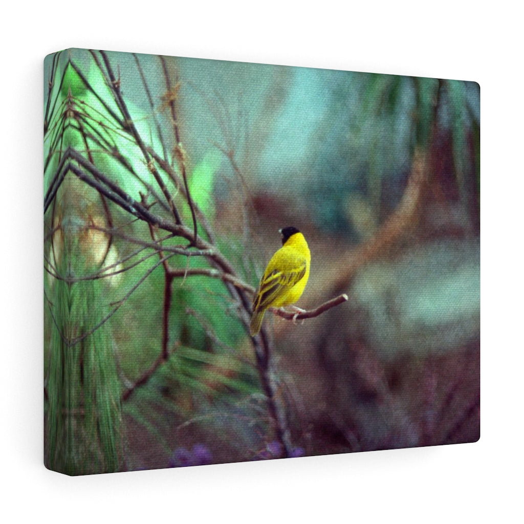 Yellow Bird Canvas Gallery Wraps Colorful Film Photography -