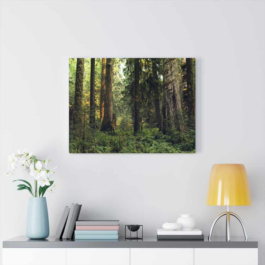 Olympic National Forest Scene Canvas Gallery Wrap – Hoh Rainforest