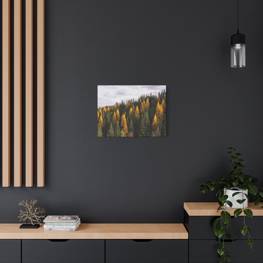 Toile mate Forêt de mélèzes en automne - Prêt à accrocher