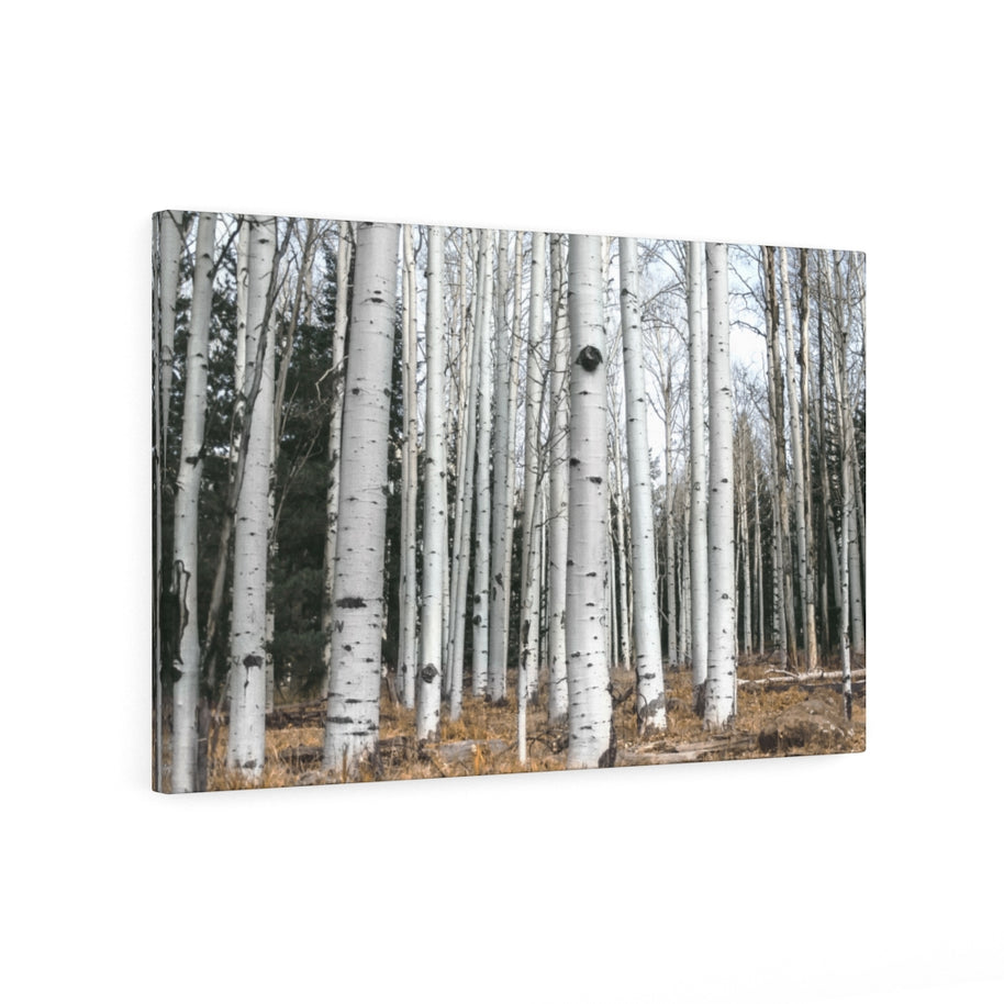 Birkenwald-Leinwand-Galeriefolie, rustikale Wandkunst, Flagstaff Humphrey's Peak