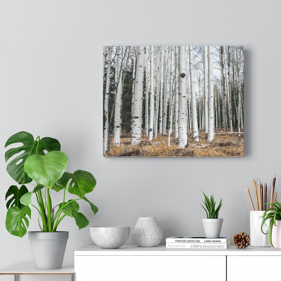 Birkenwald-Leinwand-Galeriefolie, rustikale Wandkunst, Flagstaff Humphrey's Peak