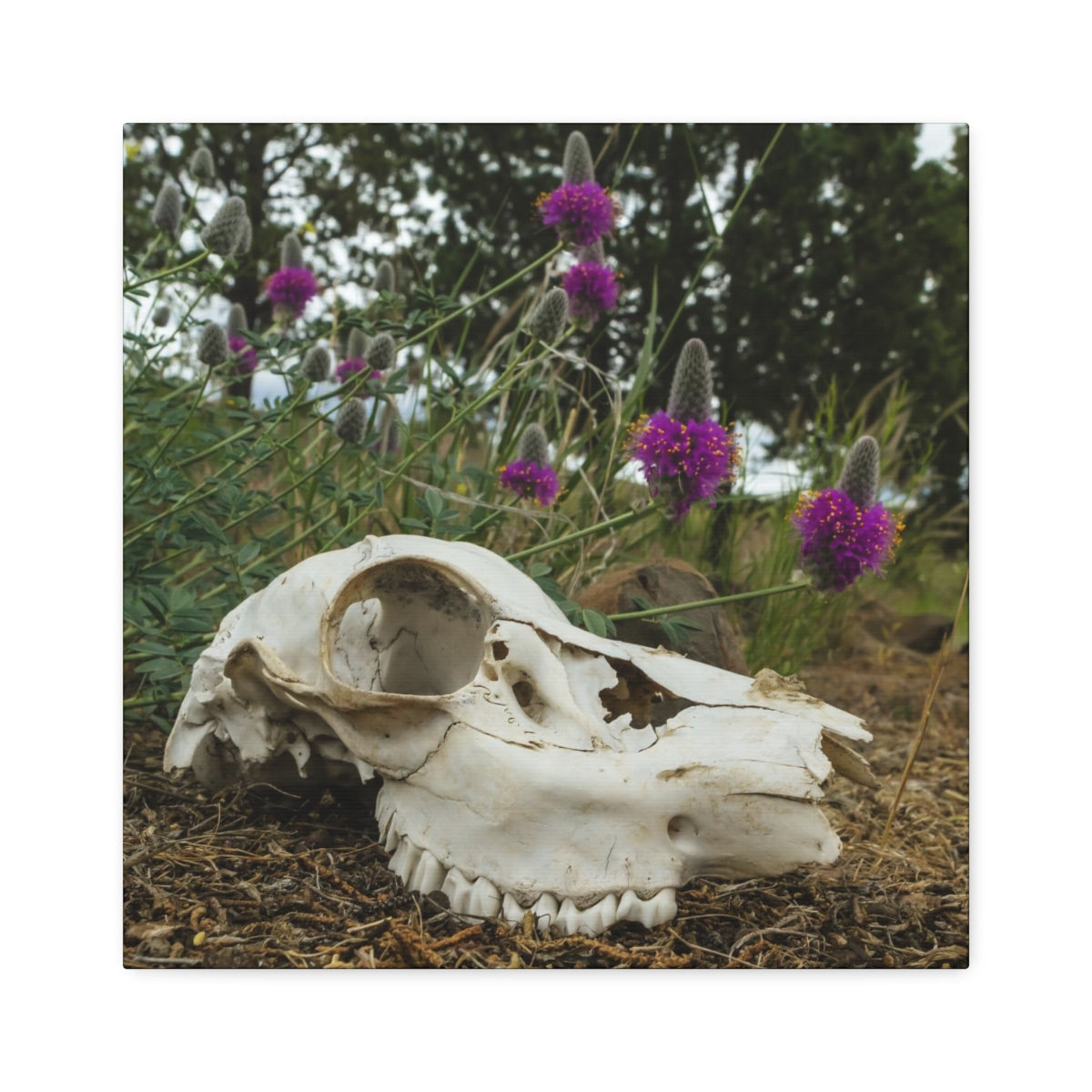 Skull and Flowers Canvas Print
