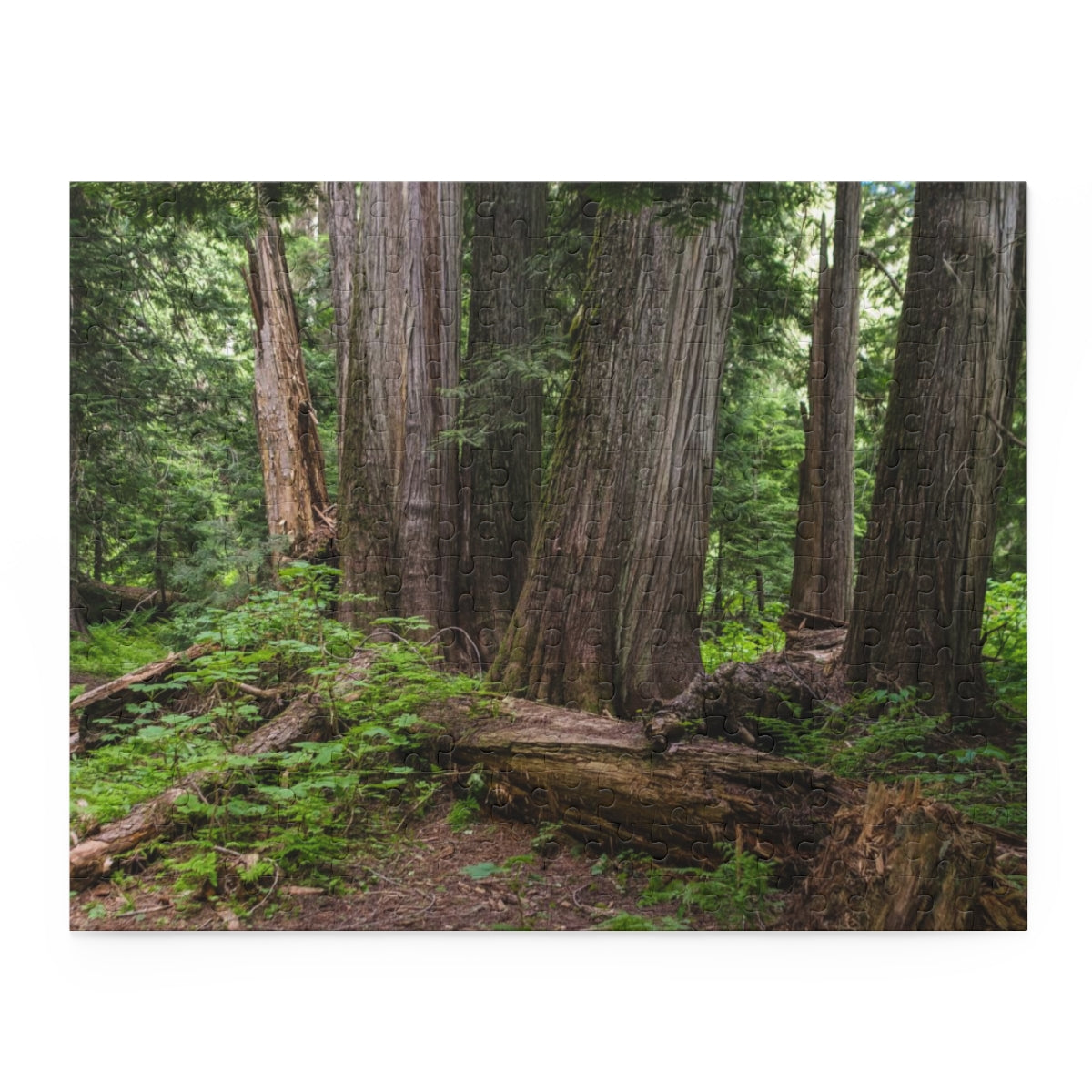 Cedar Grove Jigsaw Puzzle 252 or 500 Piece - Lush Forest -