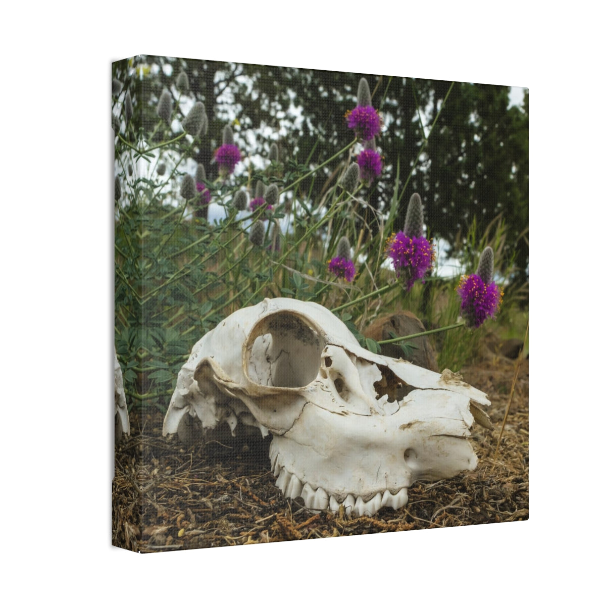 Skull and Flowers Canvas Print