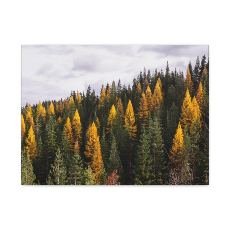 Toile mate Forêt de mélèzes en automne - Prêt à accrocher