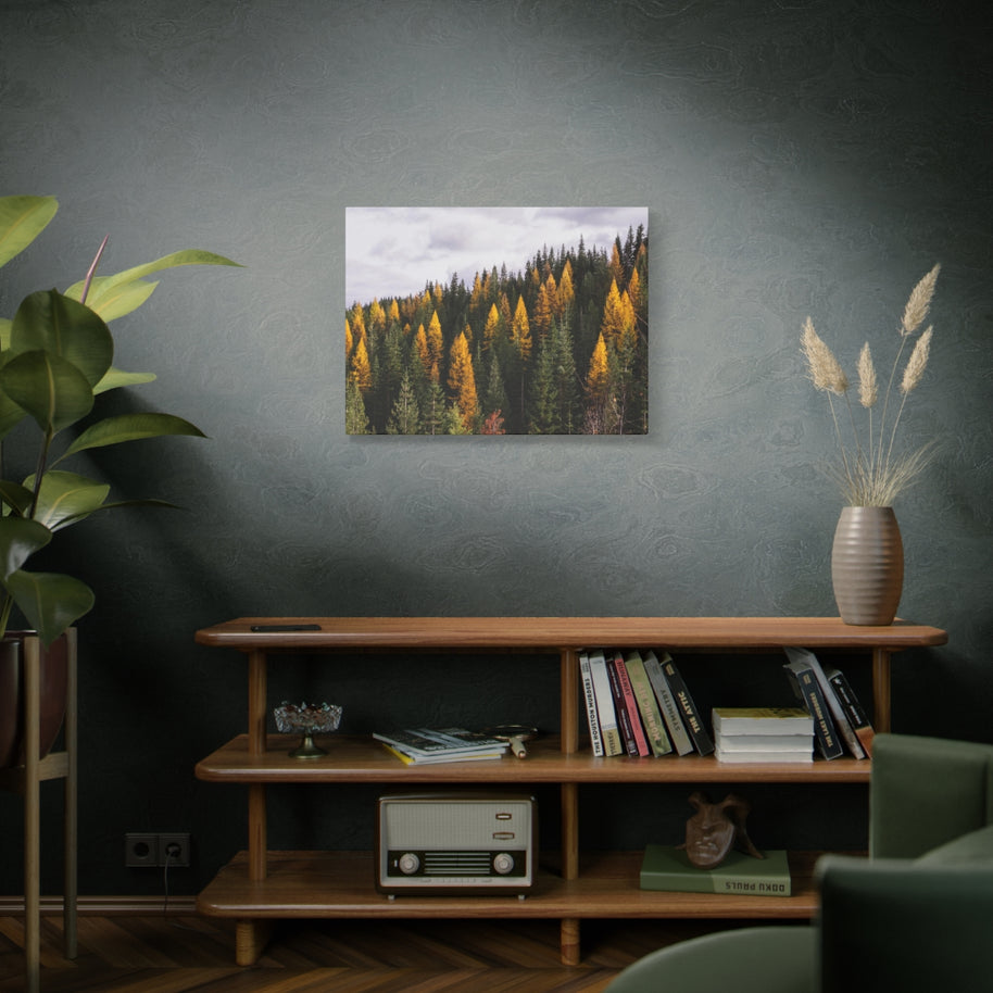 Toile mate Forêt de mélèzes en automne - Prêt à accrocher