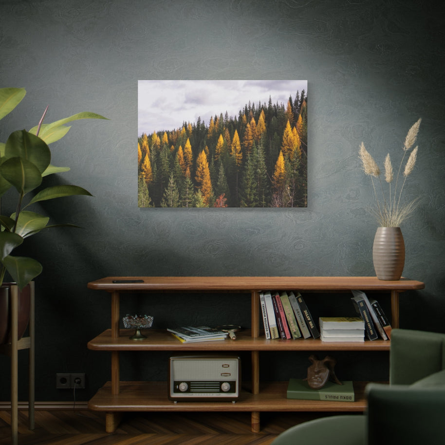 Toile mate Forêt de mélèzes en automne - Prêt à accrocher