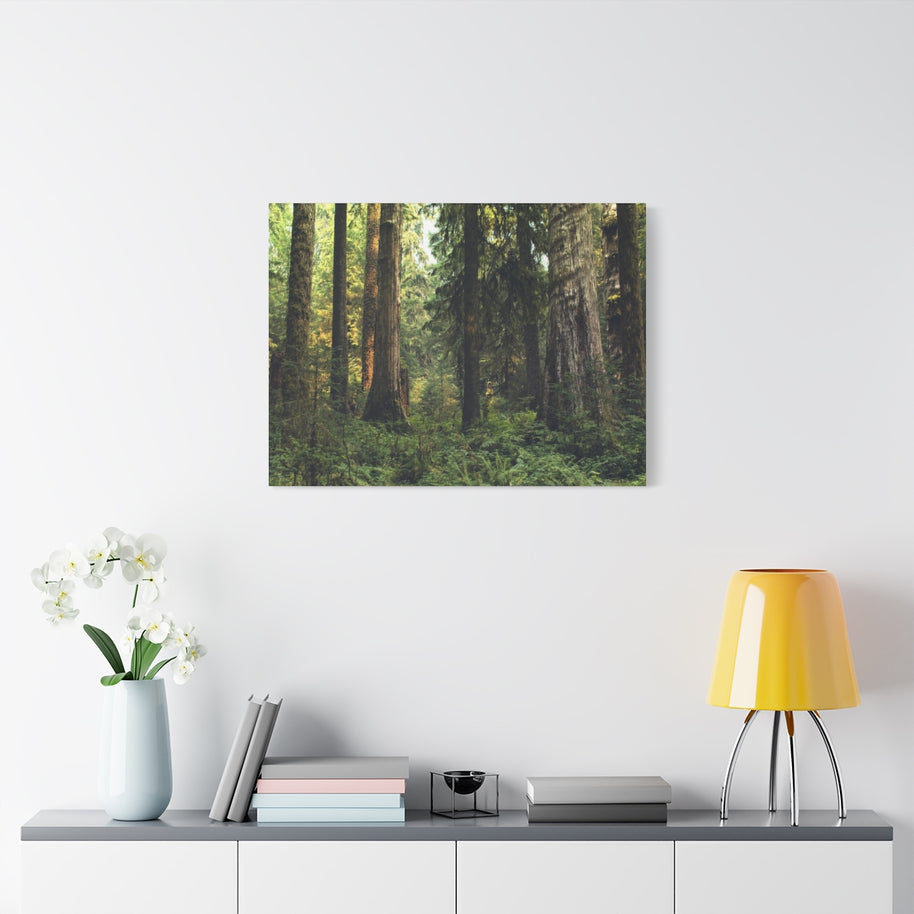 Olympic National Forest Matte Canvas Print - Ready to Hang Art