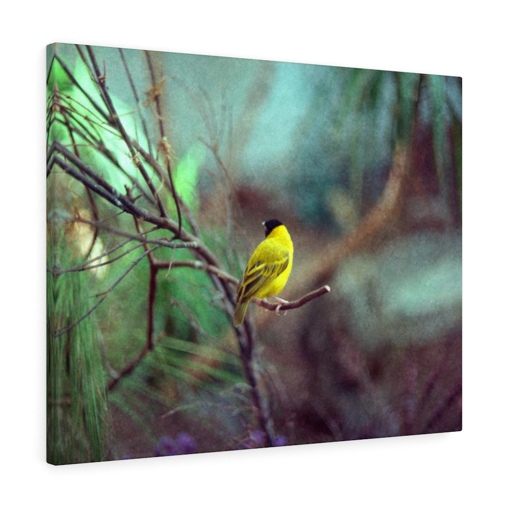 Yellow Bird Canvas Gallery Wraps Colorful Film Photography -