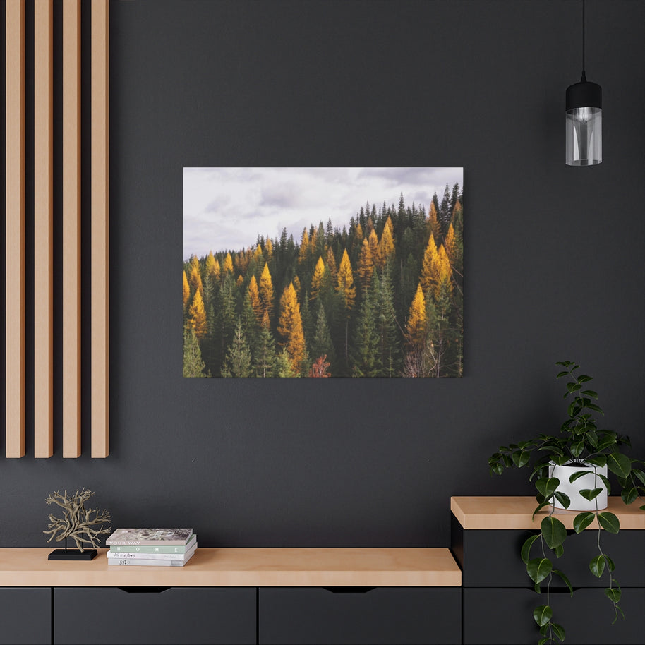Toile mate Forêt de mélèzes en automne - Prêt à accrocher
