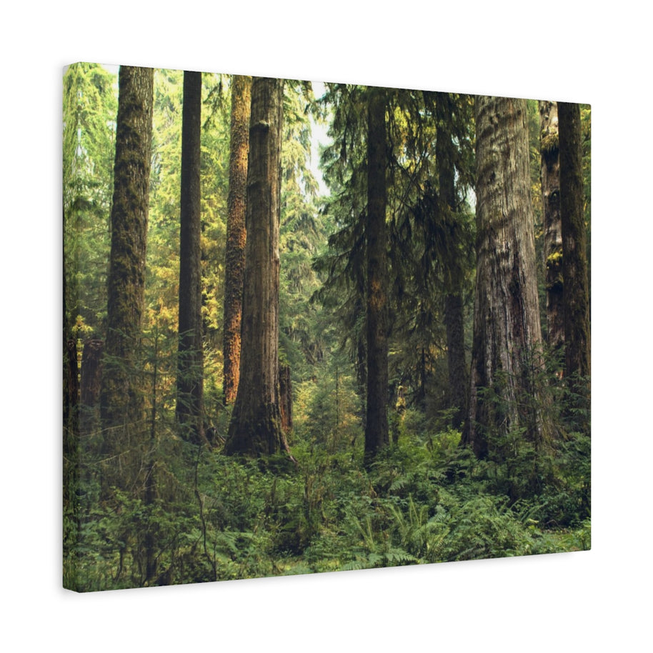 Olympic National Forest Matte Canvas Print - Ready to Hang Art