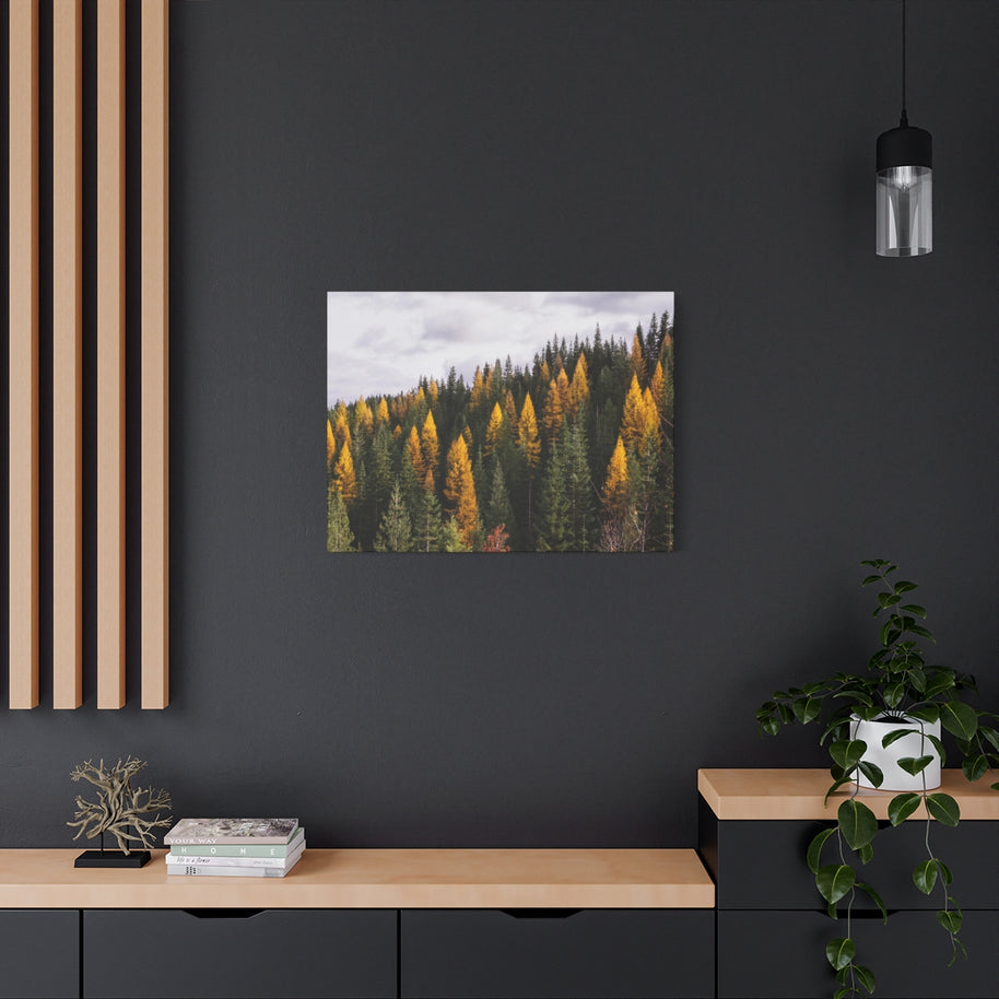 Toile mate Forêt de mélèzes en automne - Prêt à accrocher
