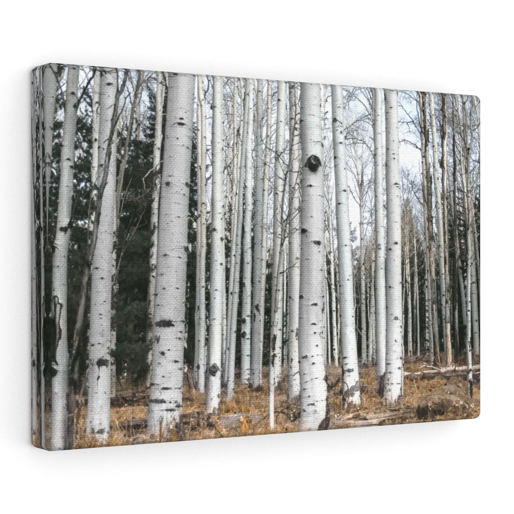 Birkenwald-Leinwand-Galeriefolie, rustikale Wandkunst, Flagstaff Humphrey's Peak