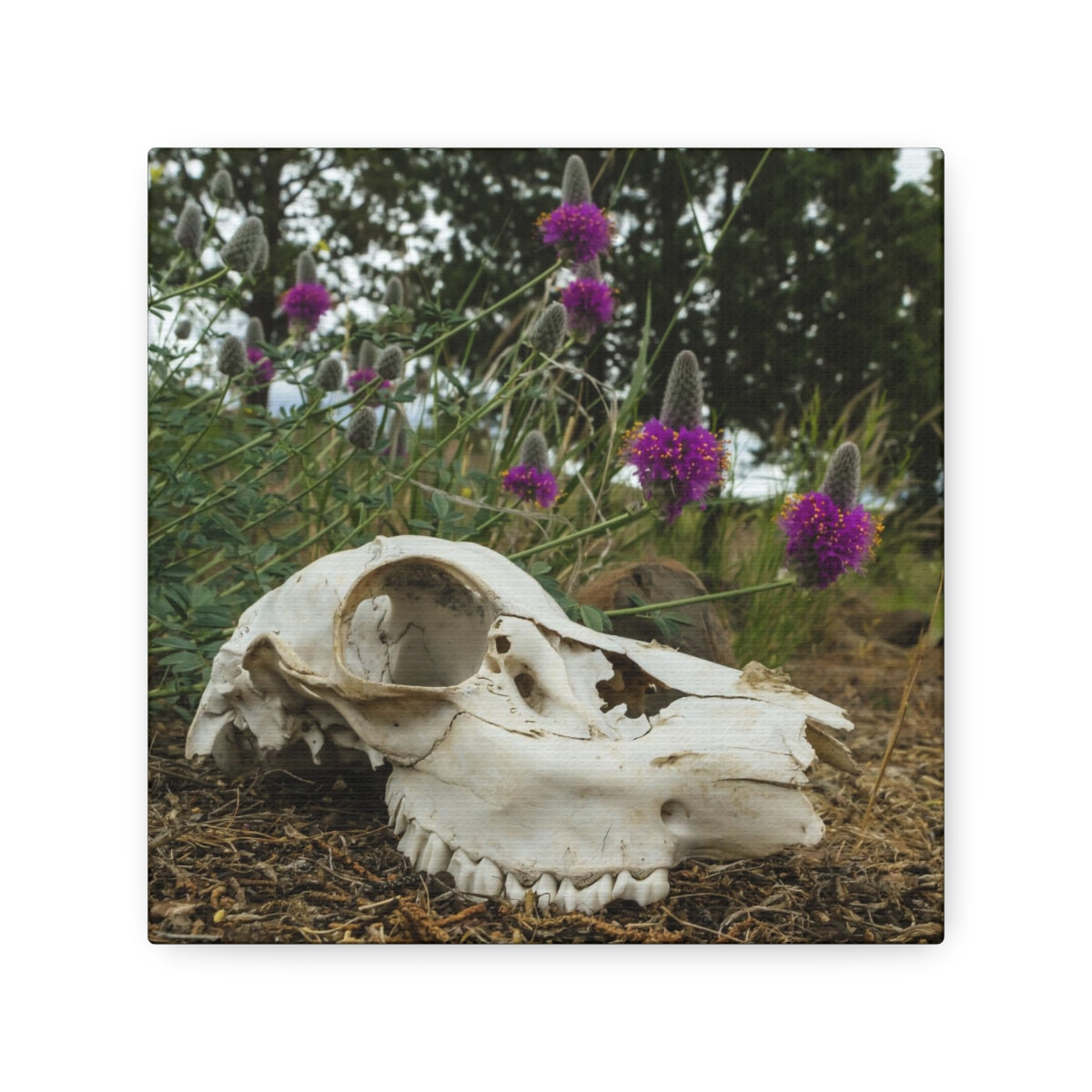 Skull and Flowers Canvas Print - 8 x (Square) / 1.5