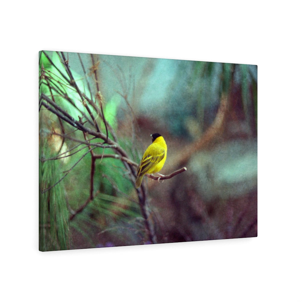 Yellow Bird Canvas Gallery Wraps Colorful Film Photography