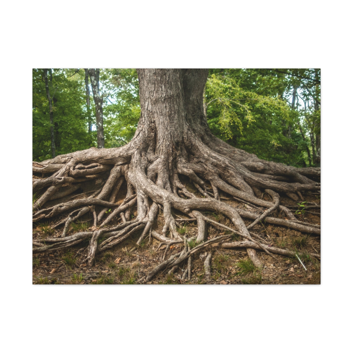 Impression sur toile mate « Racines de l'arbre de vie » - Prêt à accrocher