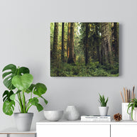 Olympic National Forest Scene Canvas Gallery Wrap – Hoh Rainforest