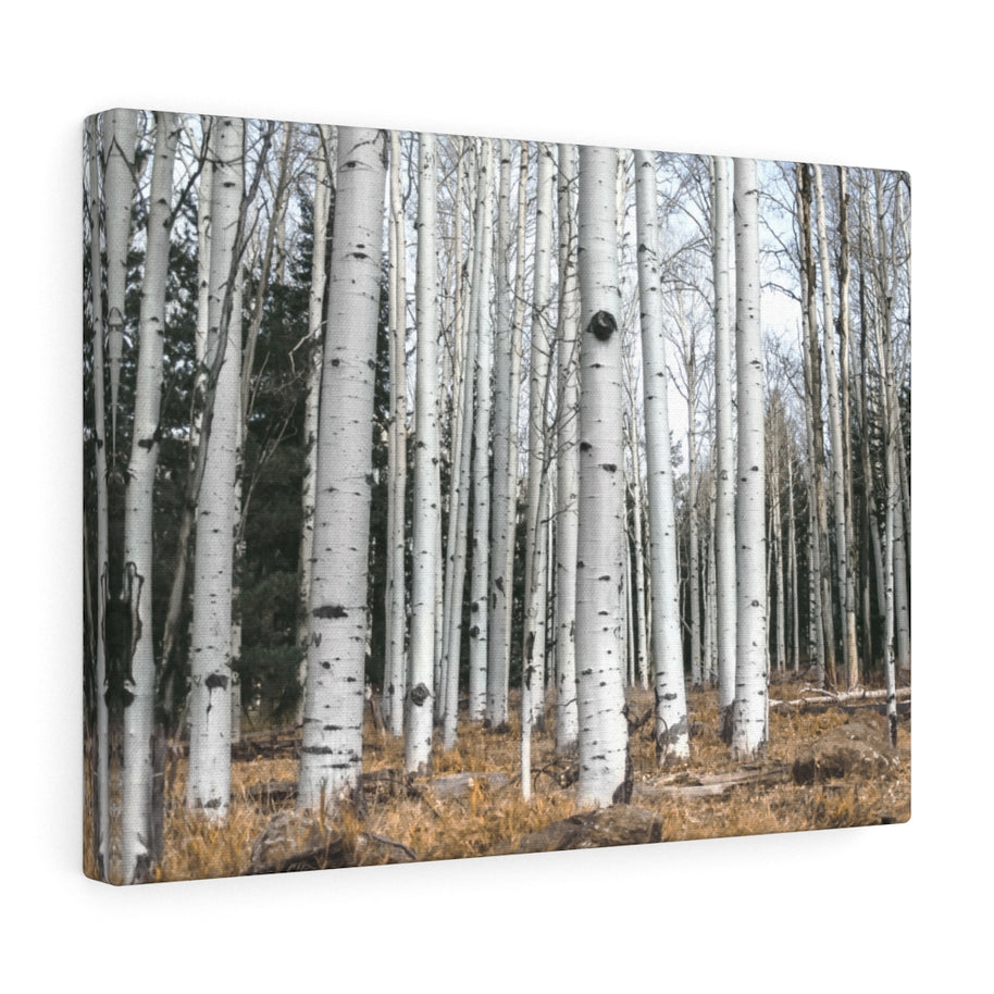 Birkenwald-Leinwand-Galeriefolie, rustikale Wandkunst, Flagstaff Humphrey's Peak