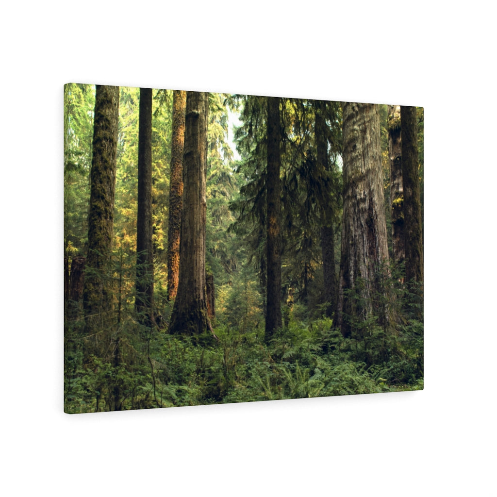 Olympic National Forest Scene Canvas Gallery Wrap – Hoh Rainforest