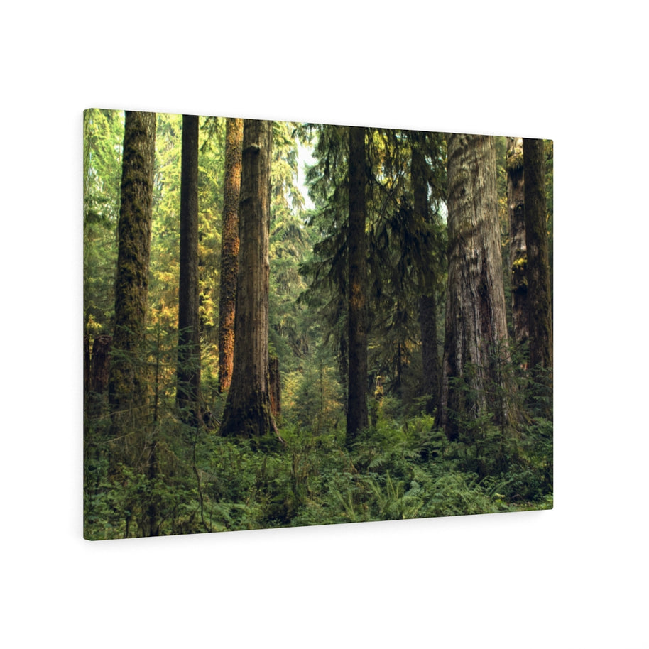 Olympic National Forest Scene Canvas Gallery Wrap – Hoh Rainforest