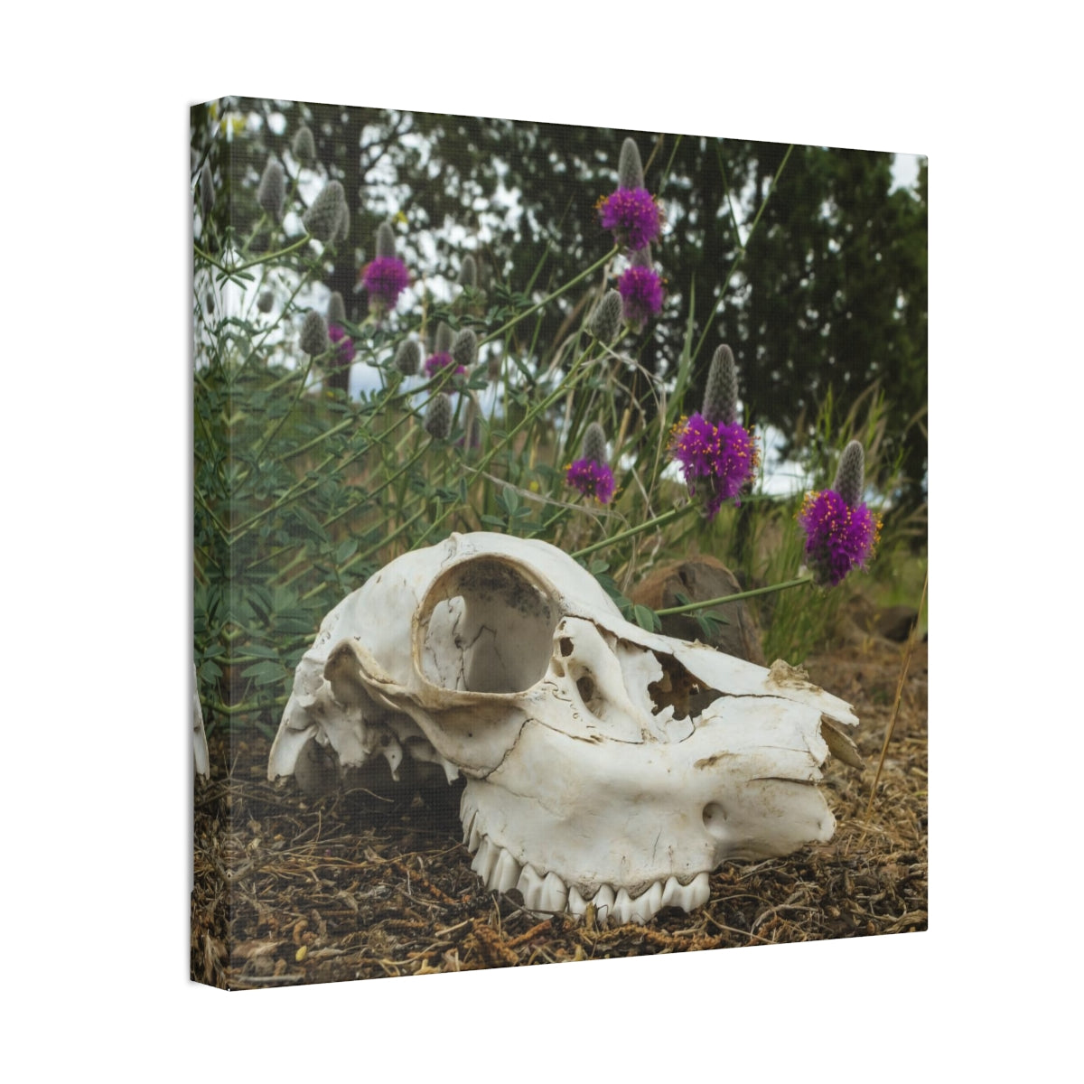 Skull and Flowers Canvas Print
