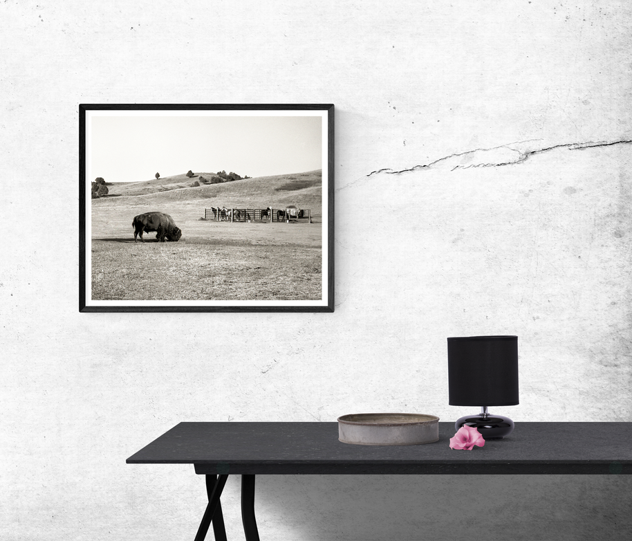 American Bison and Horses South Dakota Badlands Black White