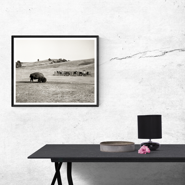 American Bison and Horses South Dakota Badlands Black White