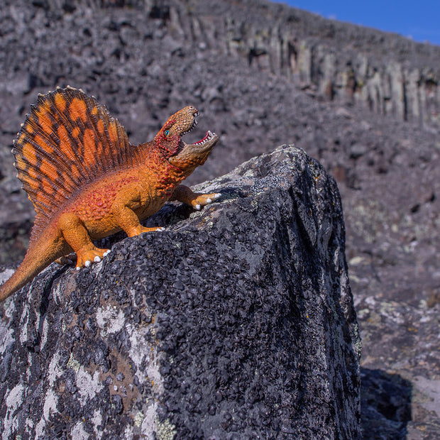 Dimetrodon Roar Photo Art Print Fun Photography Decor