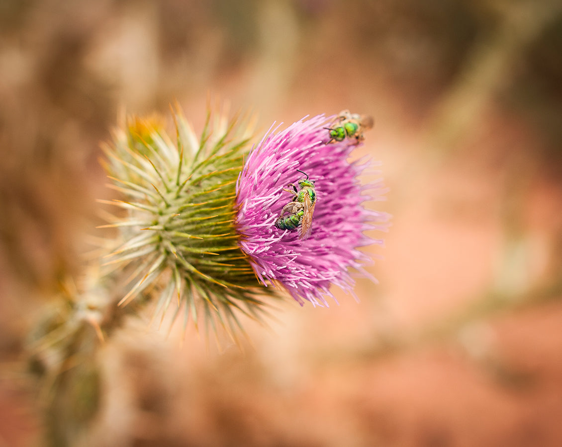 Thistle and Green Bees Utah Nature Photography