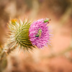 Thistle and Green Bees Utah Nature Photography