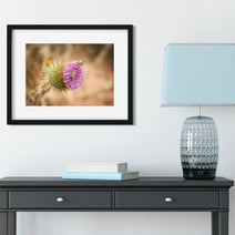 Thistle and Green Bees Utah Nature Photography