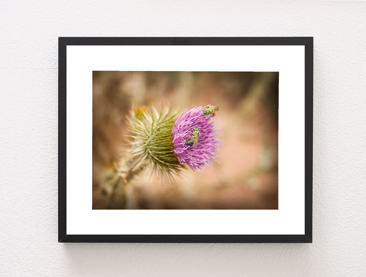 Thistle and Green Bees Utah Nature Photography