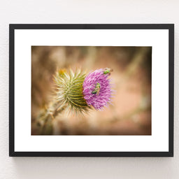 Thistle and Green Bees Utah Nature Photography