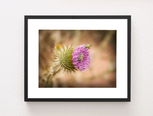Thistle and Green Bees Utah Nature Photography